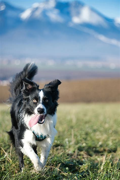 Black And White Dog Photos, Download The BEST Free Black And White Dog ...