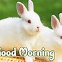 Image result for Say Good Morning Animals