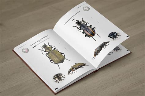 Ground Beetles of Africa - (2nd edition)