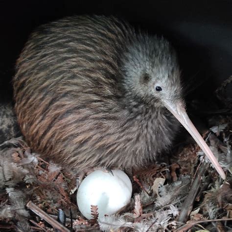 Kiwi Bird Laying Egg