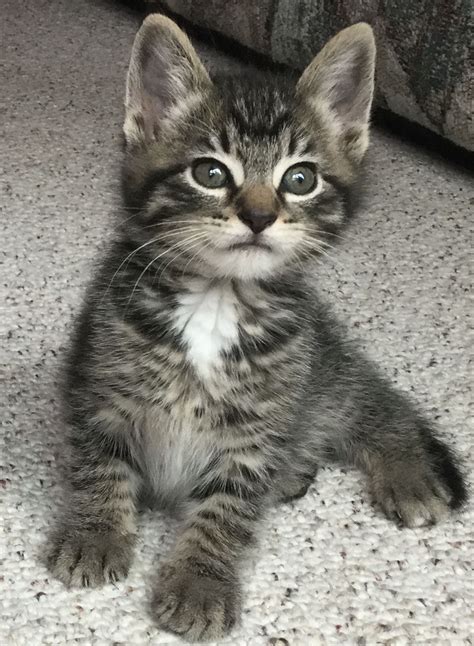 6 weeks old | Kitten adoption, Tonkinese kittens, Tabby kitten