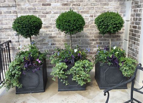 Stylish Boxwood Planters for Your Garden