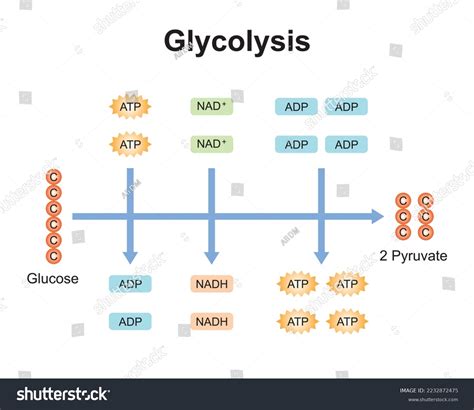 13 Glucose Pyruvate Breakdown Images, Stock Photos & Vectors | Shutterstock