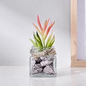 Buy Home Centre Corsica AW24-ARTIFICIAL Succulent in Glass JAR 5X12CM ...
