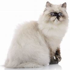 himalayan cats himalayan cat breed information temperament health himalayan cats himalayan cat breed information temperament health