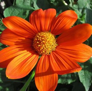 madrid Mexican Sunflower (Tithonia Rotundifolia) Seed Price in India ...