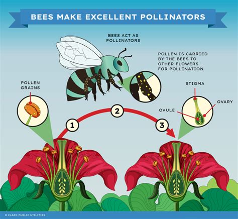 Pollination Importance 的图像结果