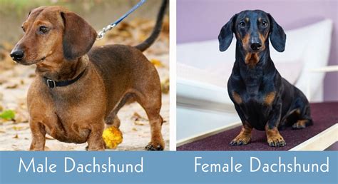 Dachshund Gender: Which Sex Makes The Best Pet