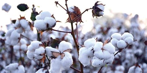 Is Organic Cotton Sustainable? Here’s What You Need to Know – sustainme.in