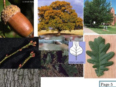 Tree Flashcard 的图像结果