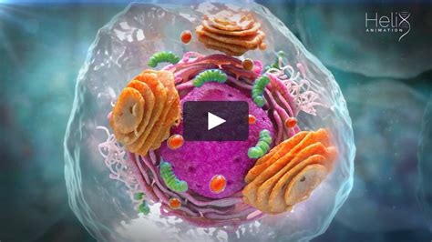 Image result for Cell Structure Animation