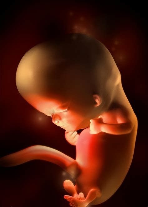 怀孕1-40周，胎儿发育过程彩色3D图！_胚胎_身长_器官