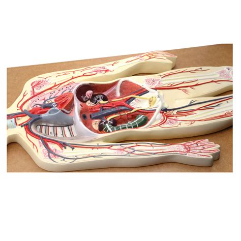 Circulatory System Working Model 的图像结果