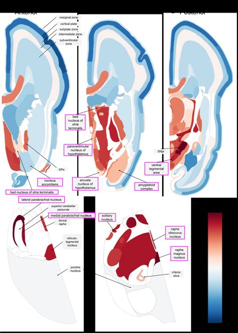 Image result for Anatogram Gene Expression