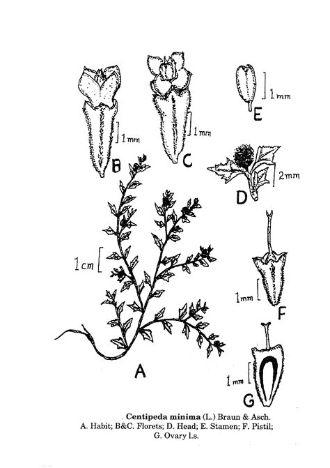 Herbarium JCB