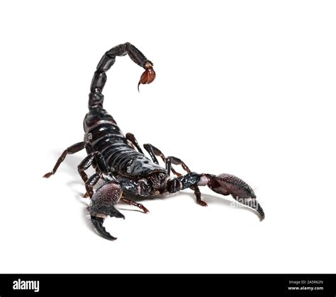 Emperor Scorpion Face