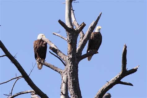 Cypress Texas Bald Eagles 2015