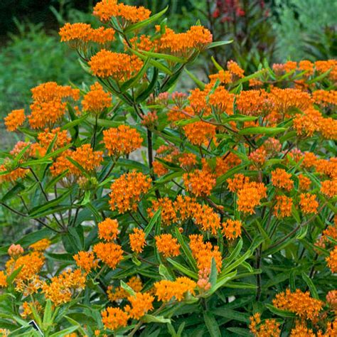 How to Grow Butterfly Weed - Good Earth Garden Center