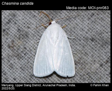 Chasmina candida | Moths