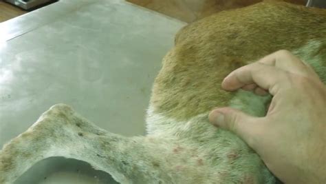 Image result for Dog Infested with Maggots