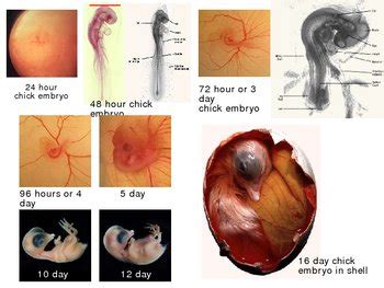 Chick Embryo Development 的图像结果