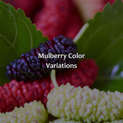 What Color Is Mulberry - colorscombo.com