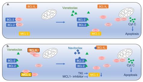 The Emerging Role of Venetoclax-Based Treatments in Acute Lymphoblastic ...
