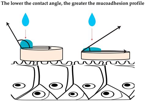 Why Does Mucoadhesion Matter? Mucoadhesive Drug Delivery Systems with ...
