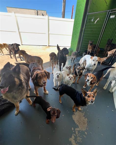 Fun City Dogs (@funcitydogs) • Instagram photos and videos