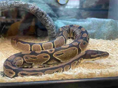 Image result for Ball Python Tanks