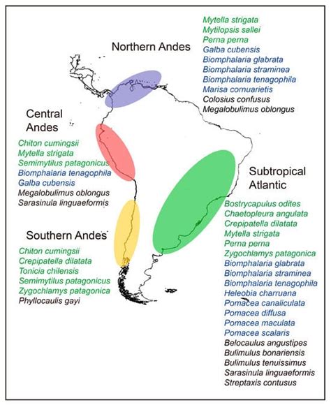 Molluscs from South America to the World: Who and Where Are They?