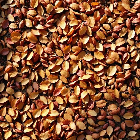 9 Fall Season Dream Autumn Interpretation | DreamChrist