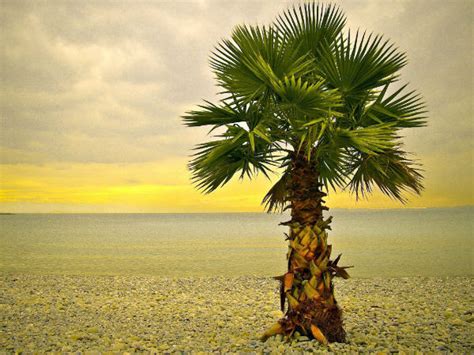 panai – சொல்வனம் | இதழ் 343 | 25 மே 2025