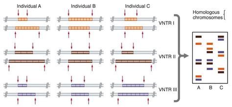 Image result for DNA Fingerprinting Examples
