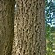 Image result for Phelodendron