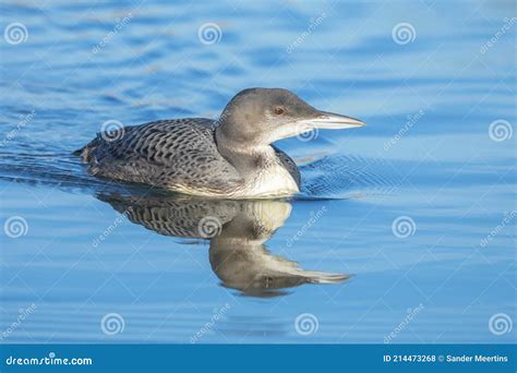Common Loon, Gavia Immer, Swimming Stock Photo - Image of wilderness, loon: 214473268
