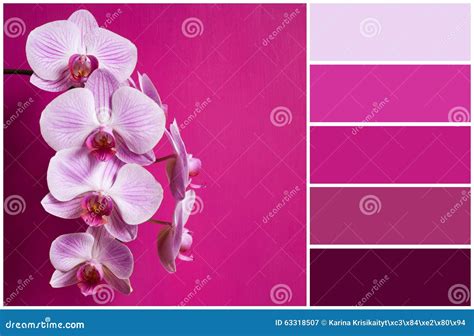 Pink Orchid (palette of Colors) Stock Image - Image of blooming, flower ...