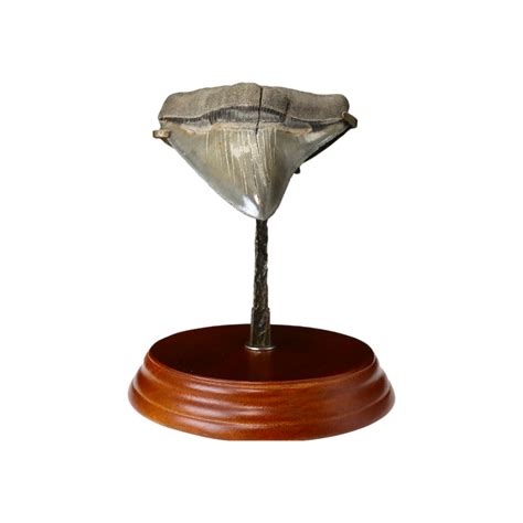 Megalodon Shark Tooth – CrystalCaveIndia