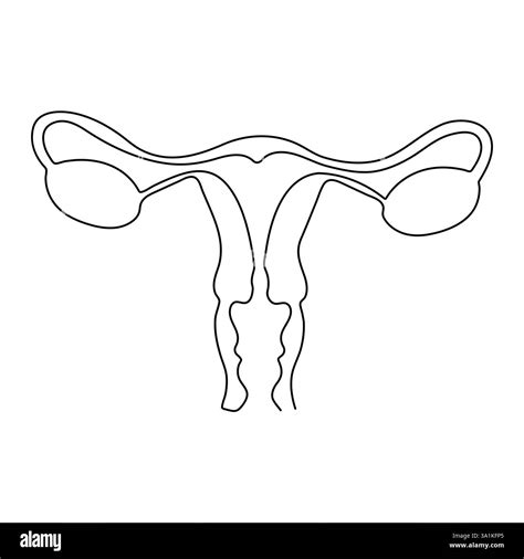 Female reproductive uterus of continuous single line art drawing and ...