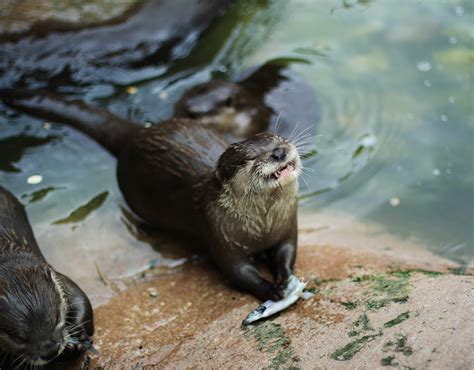March's Featured Animal: Asian Small Clawed Otter