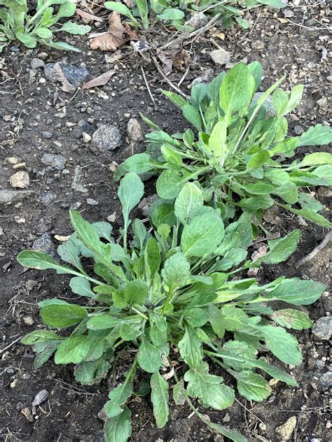 shepherd’s purse or horse weed ? : r/foraging