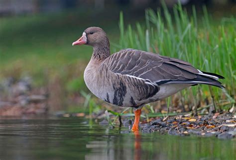 Goose | Anatomy, Migration & Behavior | Britannica