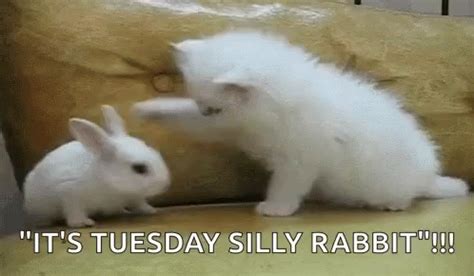 Funny Tuesday GIFs | GIFDB.com