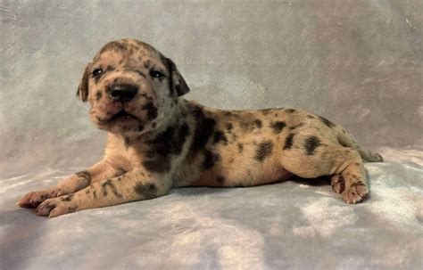 Brindle Merle Male Great Dane - Great Dane Puppies for Sale in Missouri ...