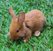 Image result for Brown and White Baby Rabbit