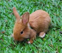 Image result for Among Us Baby Rabbit
