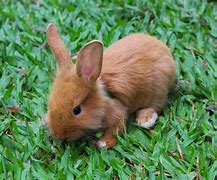 Image result for Sleeping Baby Rabbit Drawing