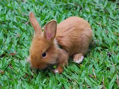 Image result for Baby Rabbit Watercolour Clip Art