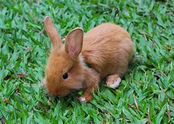 Image result for Cute Brown Baby Rabbit Filtred