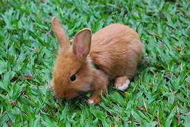 Image result for Pictures of a Pink Baby Rabbit